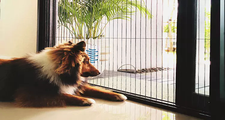 Sliding Screen Pet Door Repair in Palm Springs, FL